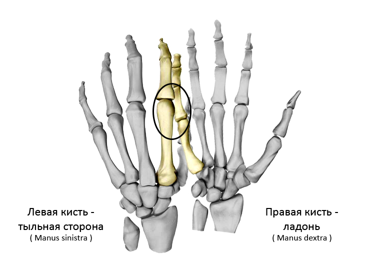 Кисть правой руки. Левая кисть сила. К чемчешетяс левая кисть.